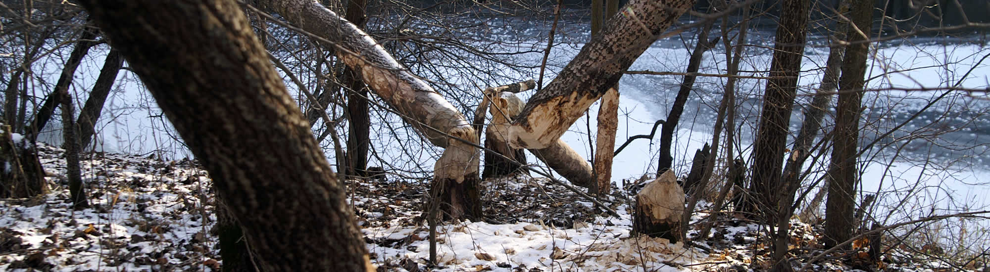 Wisconsin Nuisance Wildlife Control