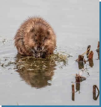 Waukesha Nuisance Wildlife Removal Services near me