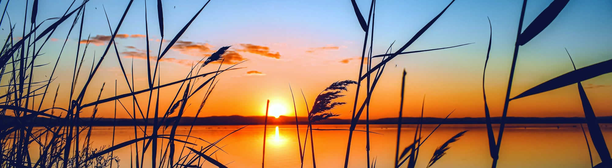 Wisconsin Water Garden Management