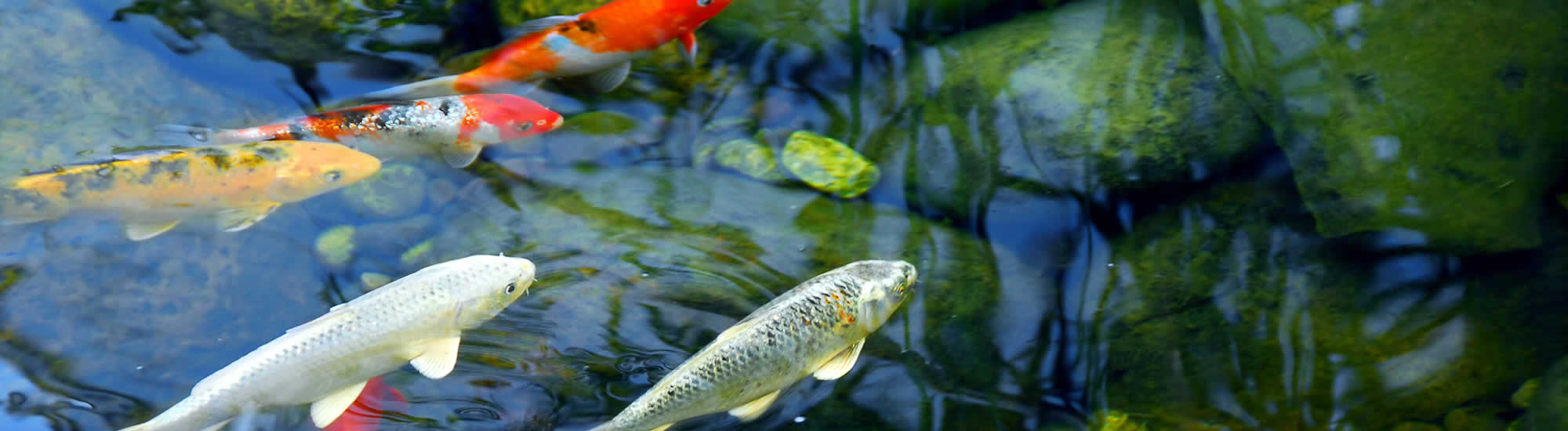 Wisconsin Water Garden Management